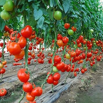Seeds Vine Tomato Tall Grape Heirloom Vegetable Non GMO