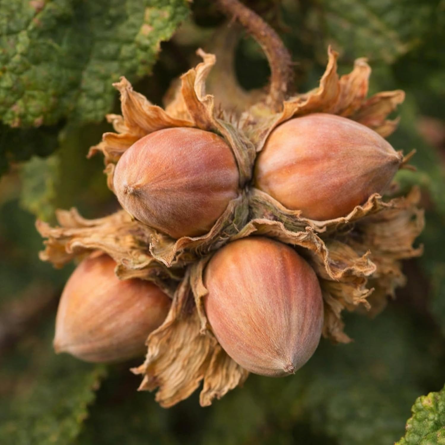 3 American Hazelnut Tree Plants for Growing | Live Tree Seedling (3 Seedlings)