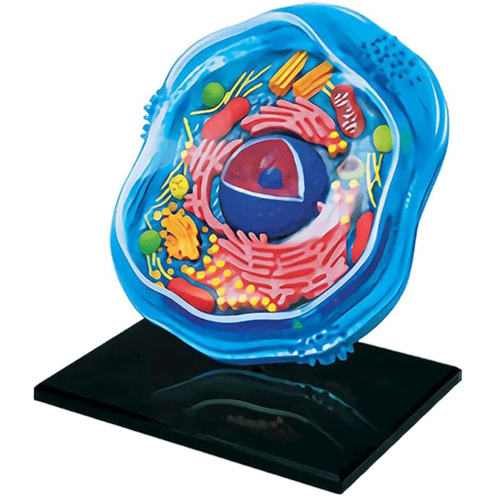 Modello di cellule animali 4D, organismo cellulare anatomico scheletro, modello di apprendimento della struttura di microbiologia per l'aula di scienza