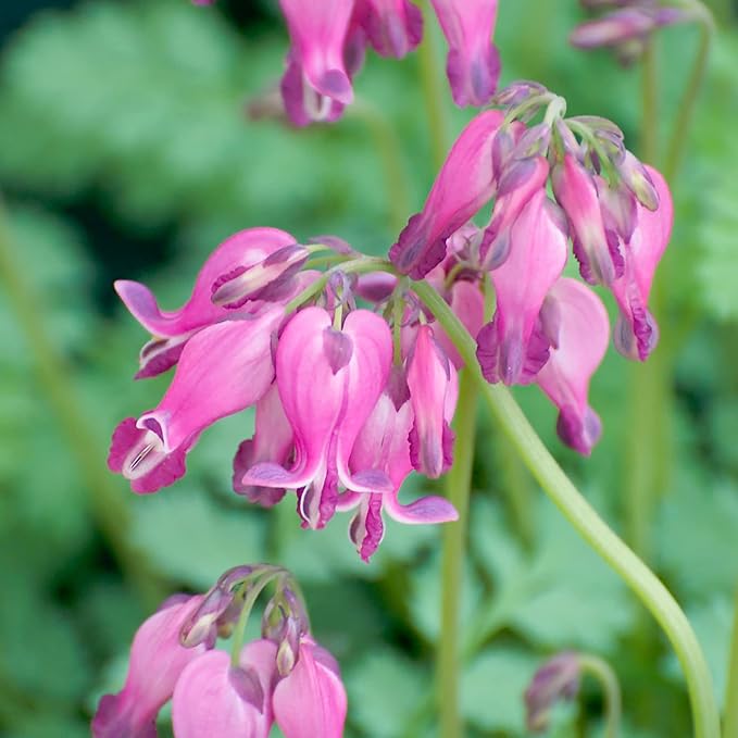 FernLeaf Bleeding Heart Seeds Dicentra Formosa Heat