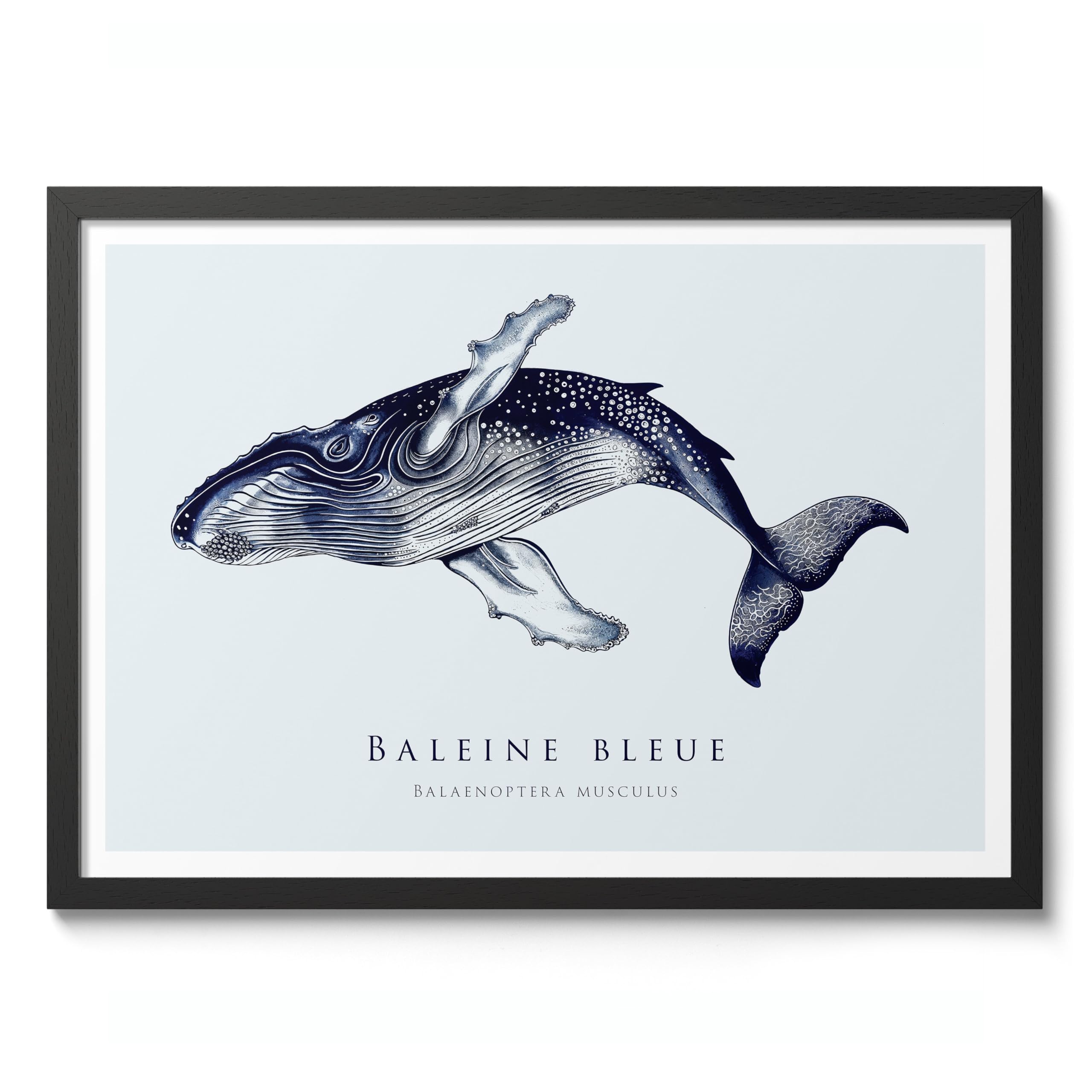 Blue Whale Nautical Exhibition Art Print, Vintage Botanical Prints, Retro Sealife Oceanography Illustration Wall Art Pictures, Nature Bathroom Home Decor, A1 (Black Frame) - 86.9x62.4cm โ image 1