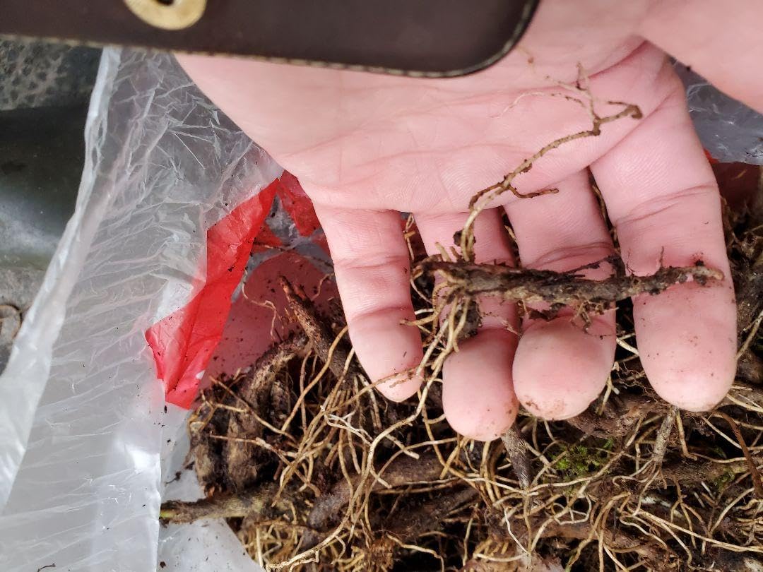 北海道産行者にんにく苗小～大500本 【公式通販】