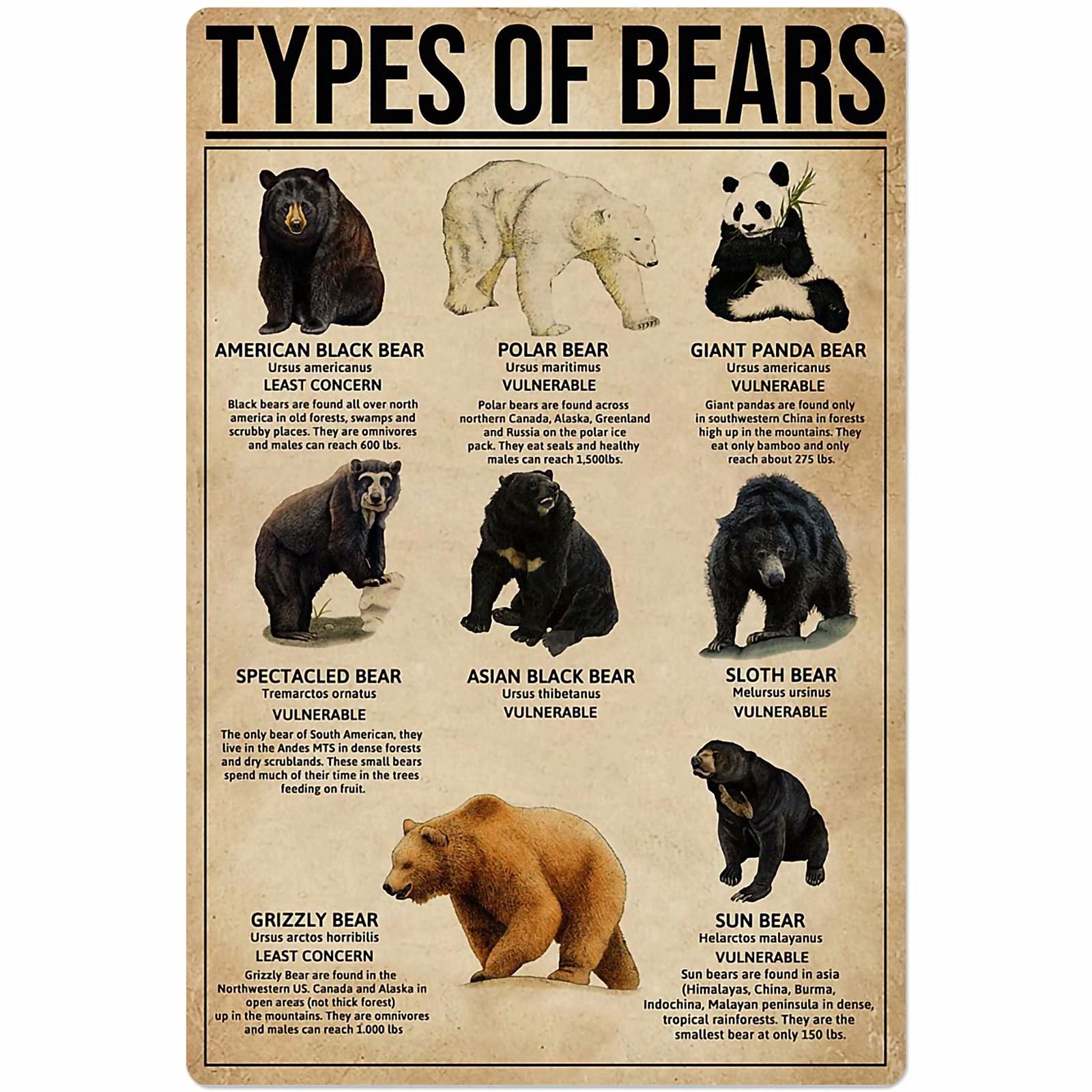 C-05 Bearstypes Posters Animal Science Wall Decor Metal Signs Bear Knowledge Home Decor Room Decor Club Retro Printing Plaque 12X17 Inches