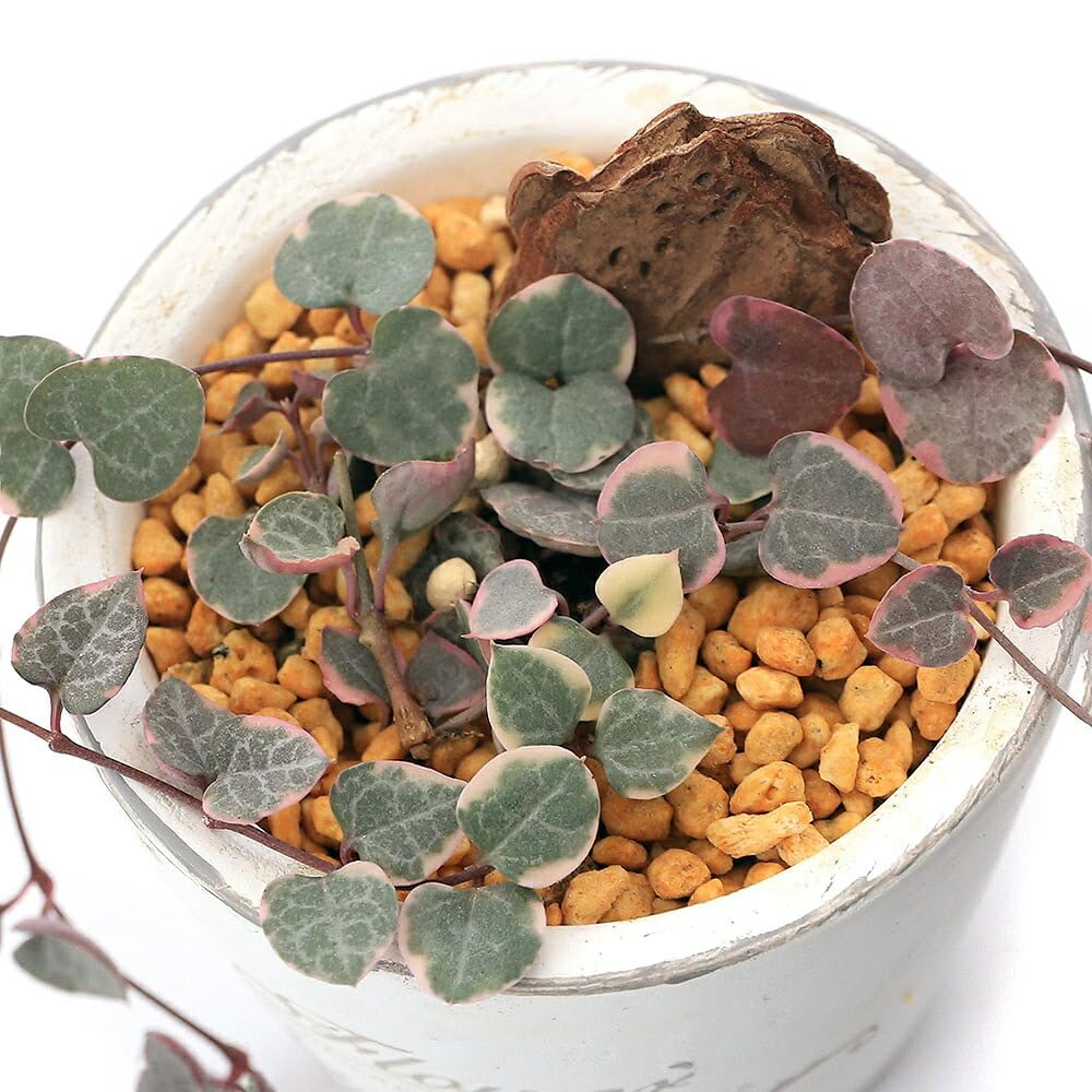 Amazon｜（多肉植物）ハートカズラ レディハート フレグランドラウンド