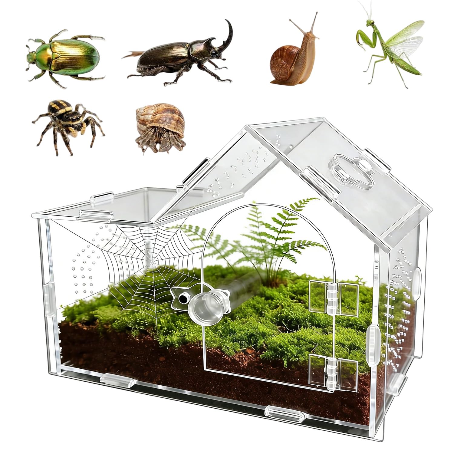 Jumping Spider Enclosure, Mantis Enclosure, Stick Insect Enclosure, Acrylic Feeding Box Snail, Praying Mantis, Frog, Acrylic Transparent Insect Habitat Terrarium Case