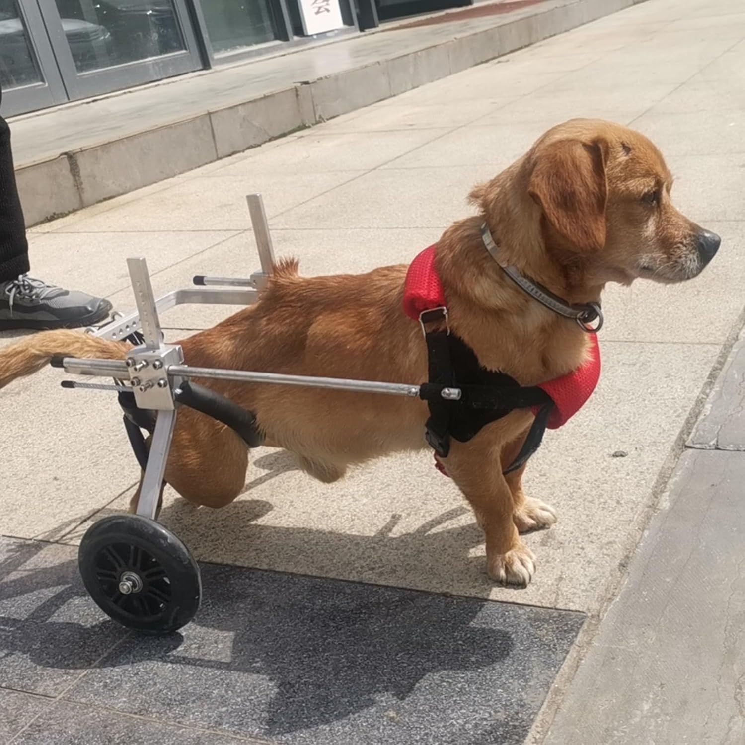 Aluminum Lightweight Doggy Hind Legs Wheel Chair