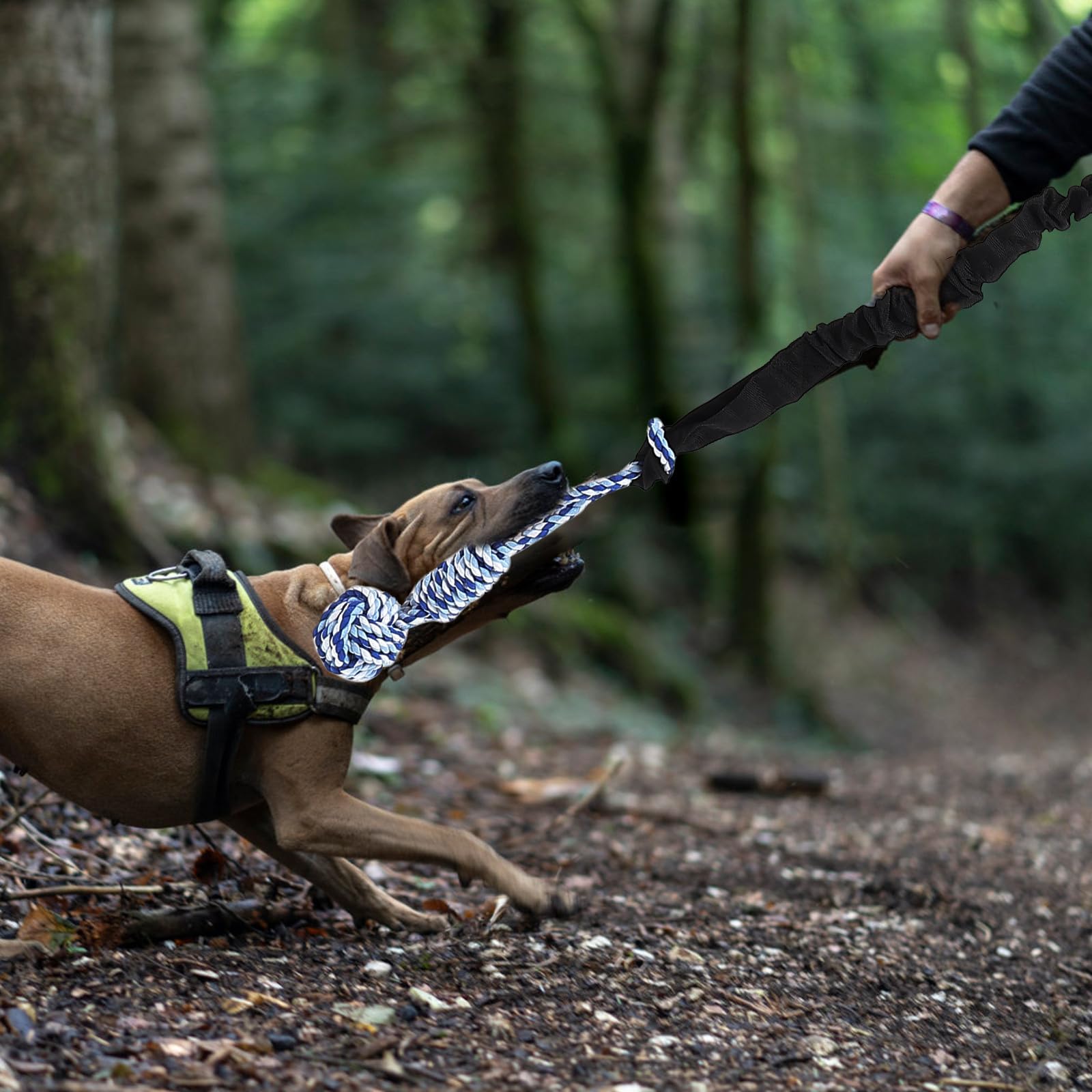 Abaodam Kauspielzeug Molare Nylon mit Hängendes für und Hunde aus Elastischem Baumwollseil Interaktives Seil Funktion Tragbar für Beschäftigung und Training