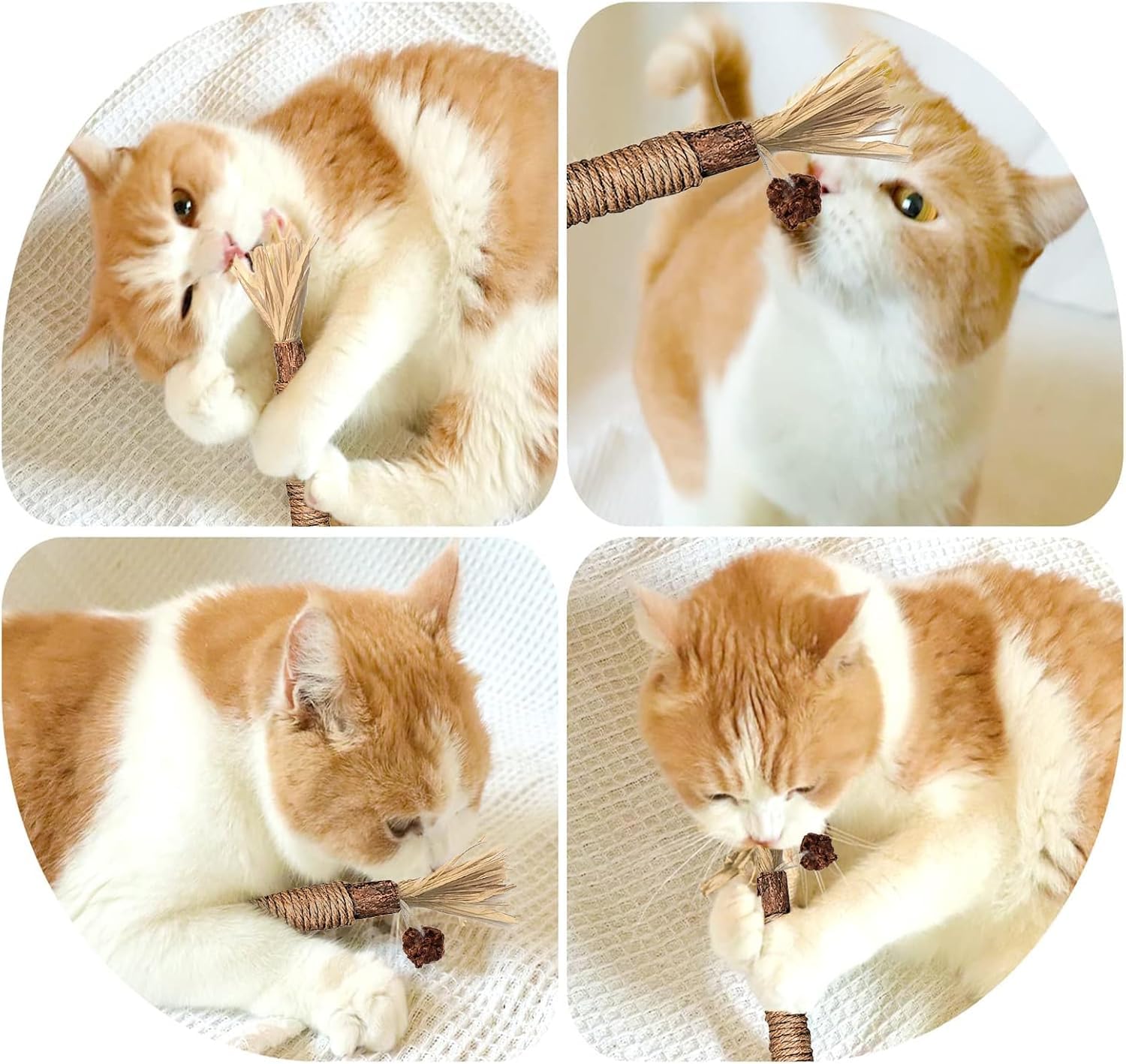 Simsky 6 Pezzi Bastoncini Erba Gatta per Gatti, Bastoncini Cura Denti per Gatti, Bastoncini di Erba Gatta Naturale di Giocattoli per la Cura Dentale, Bastoncini per il Gatto Contro l'alito Cattivo