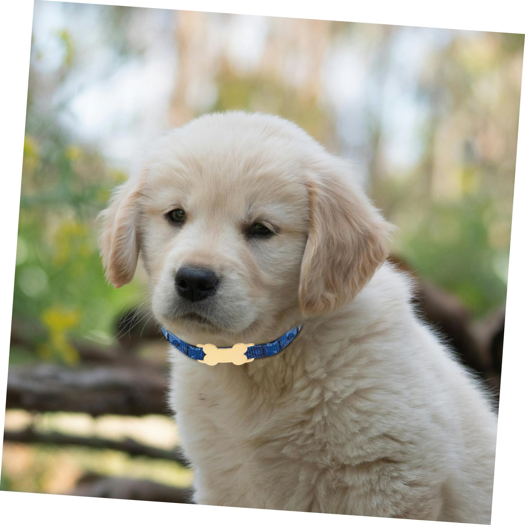 YARNOW Lot De 5 Médailles Didentification Personnalisées pour Chien en Acier Inoxydable avec Nom Et Numéro De Téléphone Gravés 3 Pièces X 5