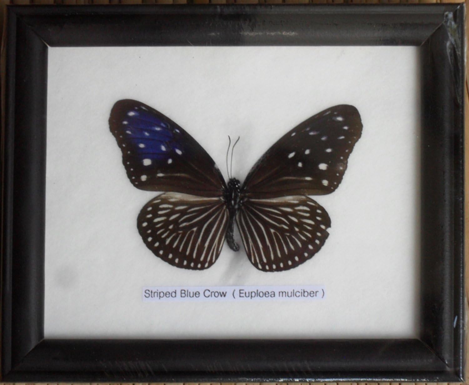 Framed Real Striped Blue Crow Butterfly Collectible Display Insect Taxidermy