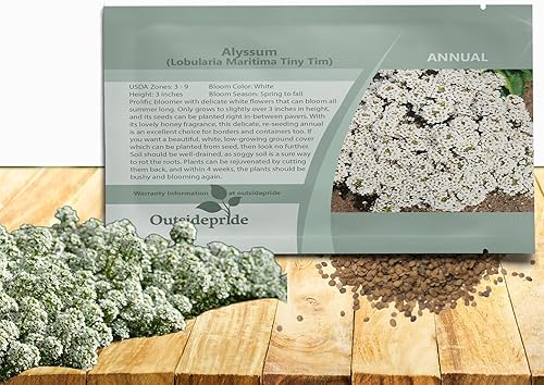 Outsidepride Alyssum Tiny Tim Spreading - Planta de cobertura del suelo y flores de bajo crecimiento 5000 semillas
