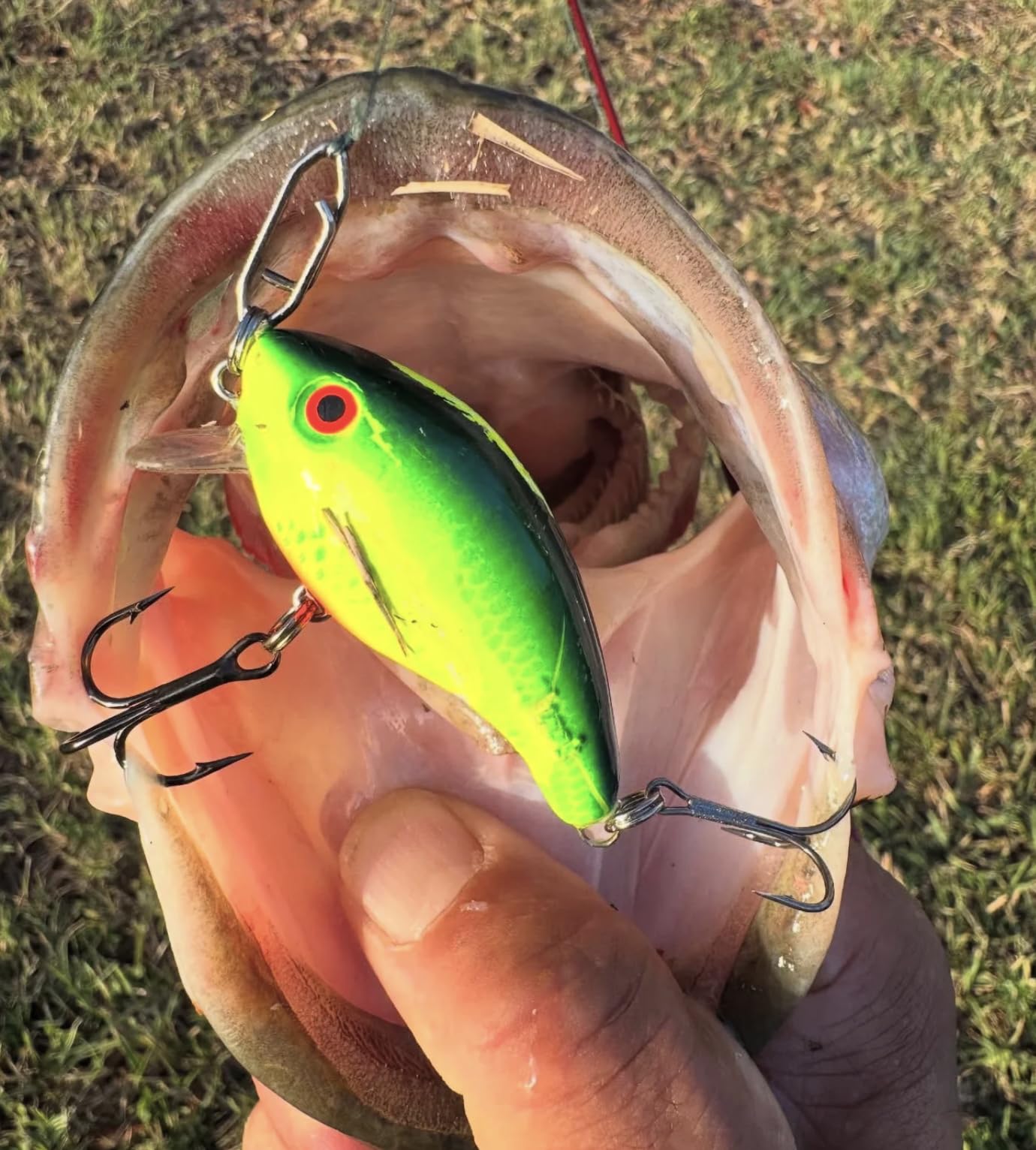 Top Water Co. Species Target Angelbündel – Premium Edelstahl Speed Clips Sortiment – (25 Stück)
