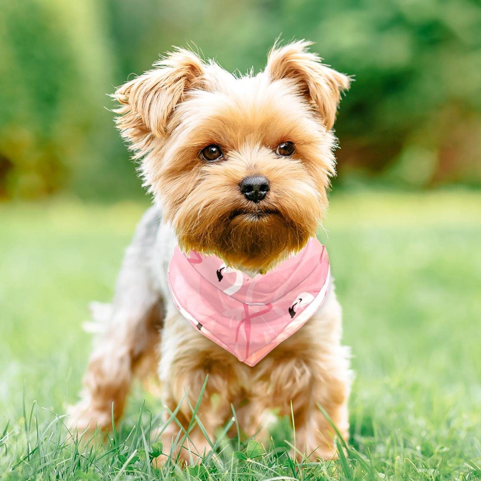 Hundehalstuch Für Mädchen – Birthday Girl Halsbandtuch Aus Weichem Büffelkaro Für Kleine & Große Hunde