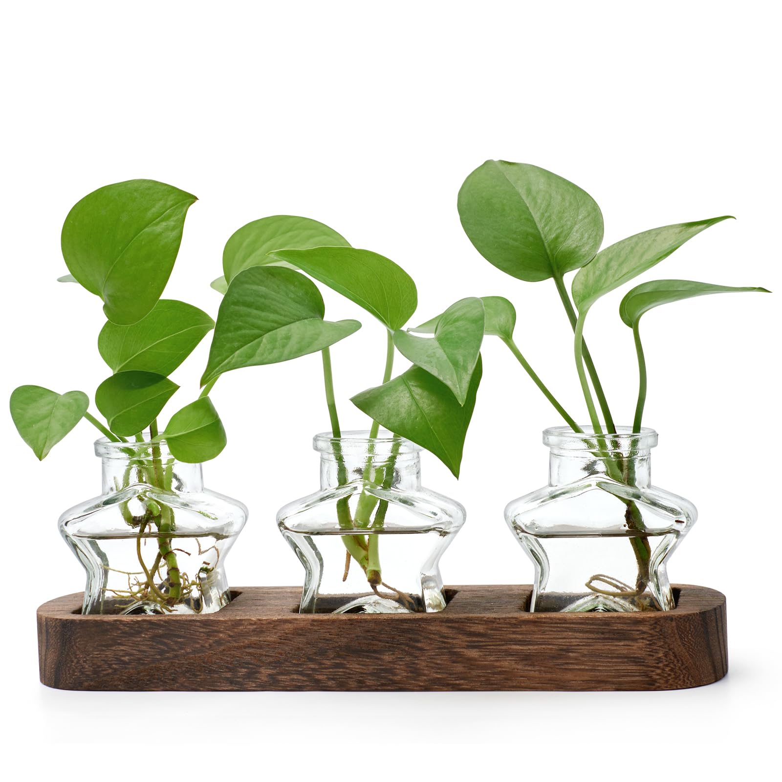 XXXFLOWER Plant Propagation Stations Terrarium Plant Gifts For Women Plant Cutting Holder Star Glass Flower Vase for Centerpieces Gardening Gift for Mum Anniversaries Birthdays Home Wedding Decor