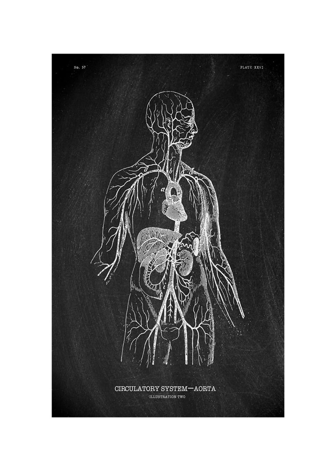 Anatomía humana Marca de arte Medical Hospital hospital Sistema órgano muscular Vintage lienzo(KK1414,70x110cm No Frame)