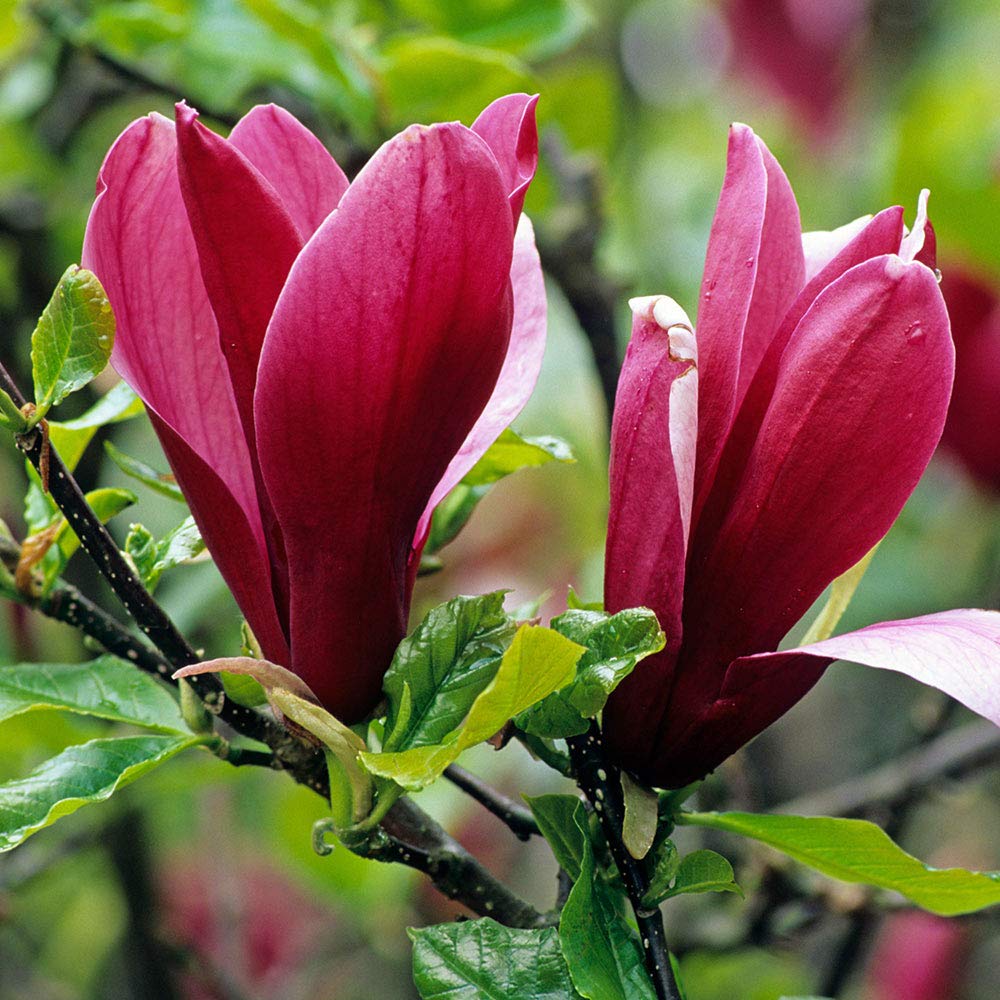 Buy Magnolia liliiflora Nigra, Black Lily Magnolia in 9 cm Pot Online