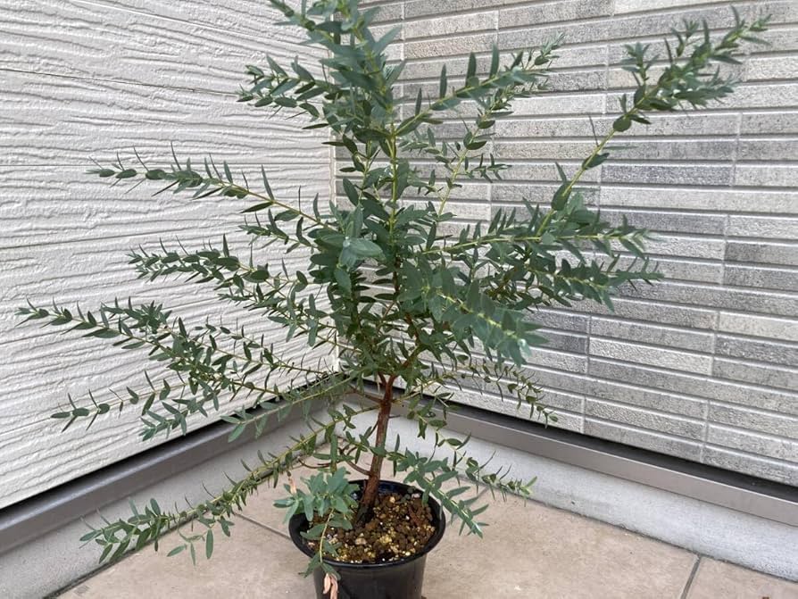 Amazon.co.jp: 超レアなかなか出ない美樹形『ユーカリアップル