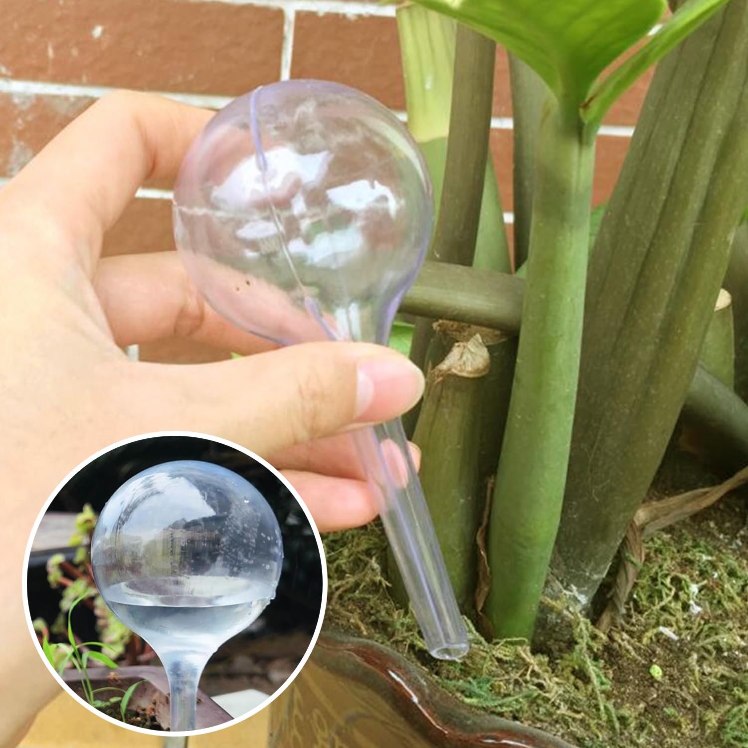 12 Acqua di Fiori Automatici in Plastica, A Sfera di Pianta Creativa, Trasparente E Visibile, Riutilizzabile, Adatto al Giardino all'Interno E All'Aperto.
