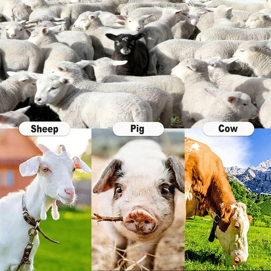 Universal Suckling Machine for Lambs,Automatic Piglet Feeder, Stainless Steel Constant Temperature Feeder,10/14 Fully Automatic Nipple Feeder,with Sound Simulation 10Nipples