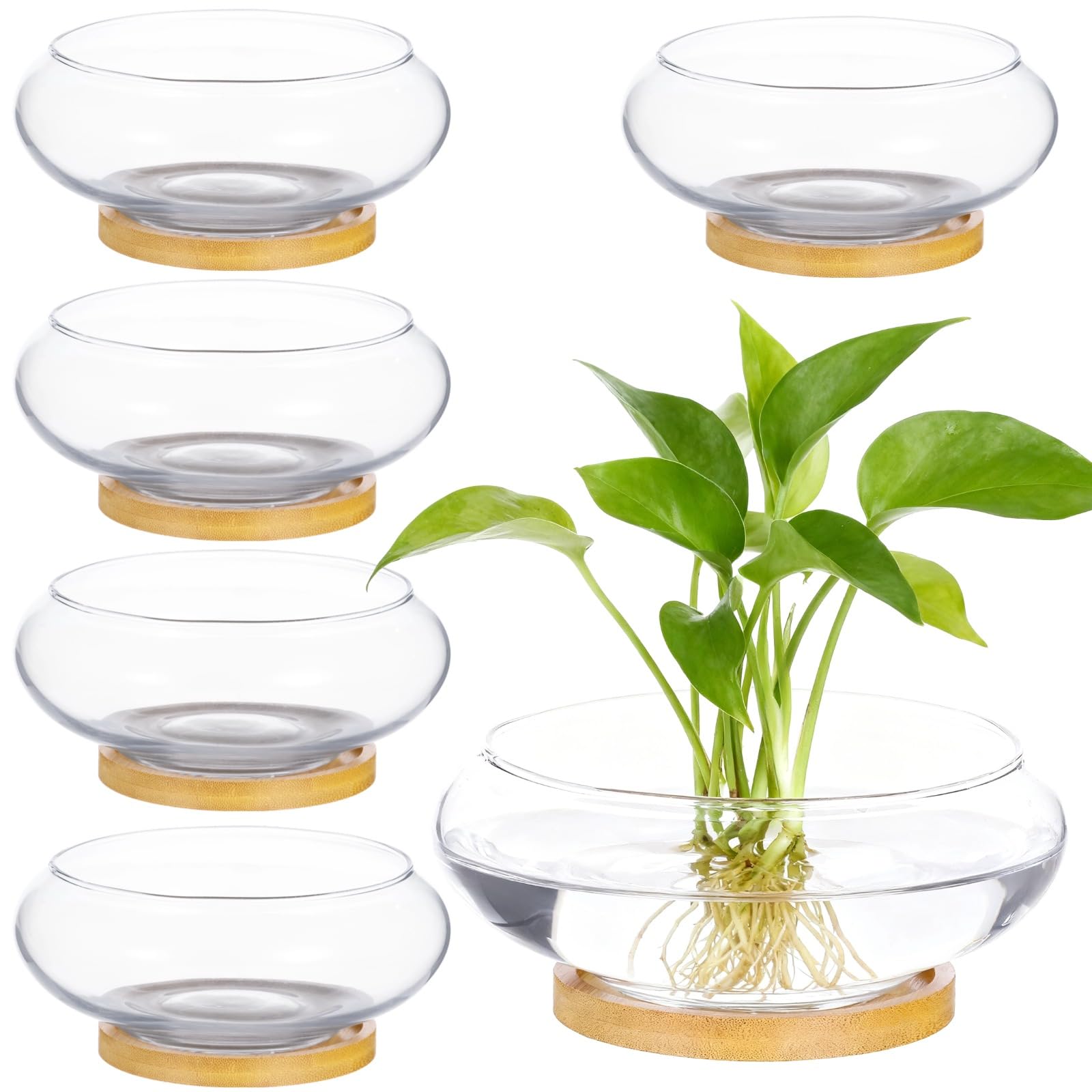 Set di 6 fioriere in vetro, vaso idroponico da 15,2 cm, con vassoi in legno naturale, contenitore trasparente per la coltivazione di piante acquatiche e grasse, terrario decorativo per la