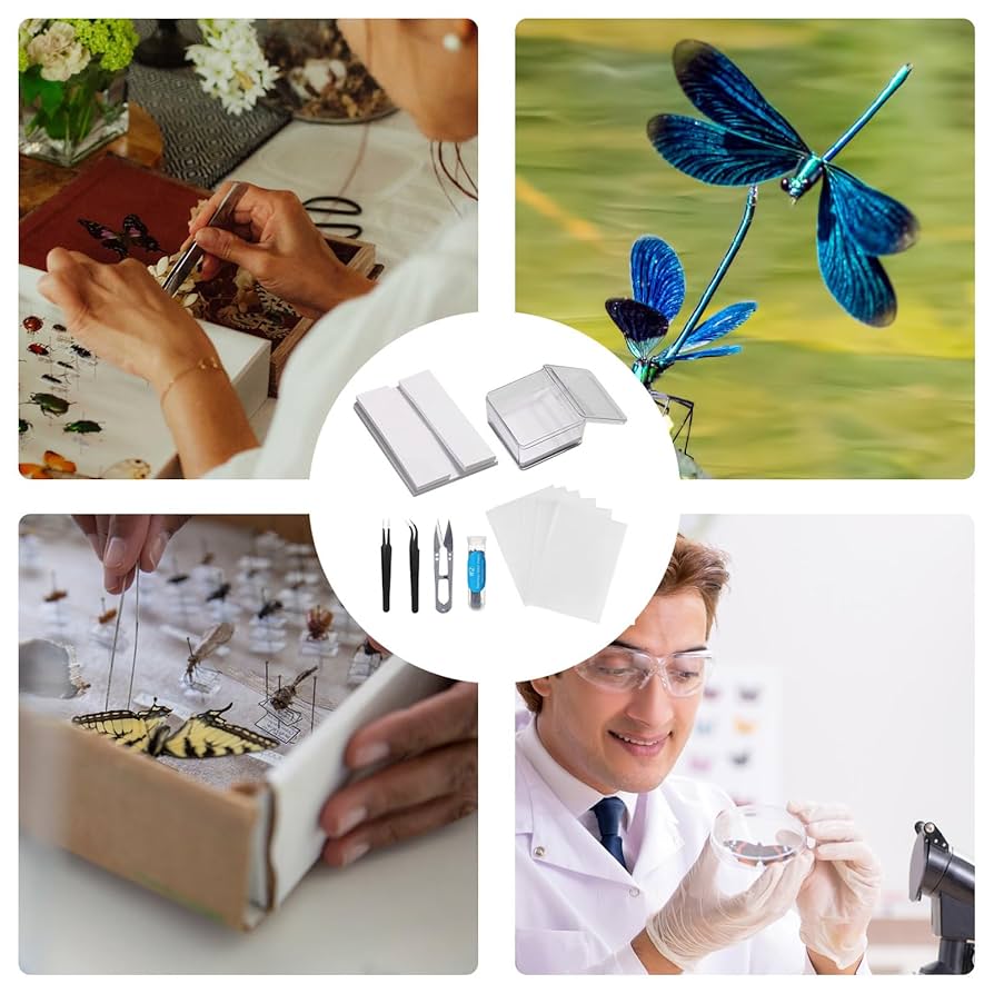 美麗 昆虫標本 セット 美麗 昆虫標本 セット Amazon.co.jp: 昆虫標本、蝶標本