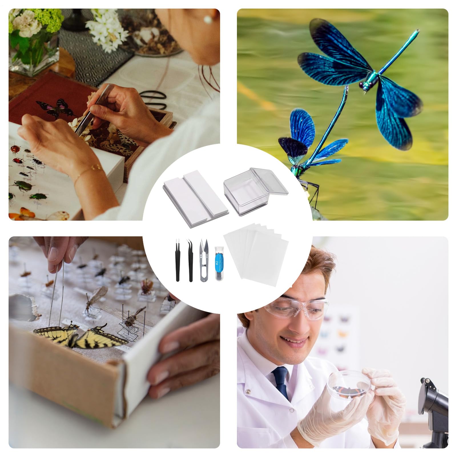 Amazon | 標本ツール 昆虫標本キット 標本作成ツールセット 蝶標本
