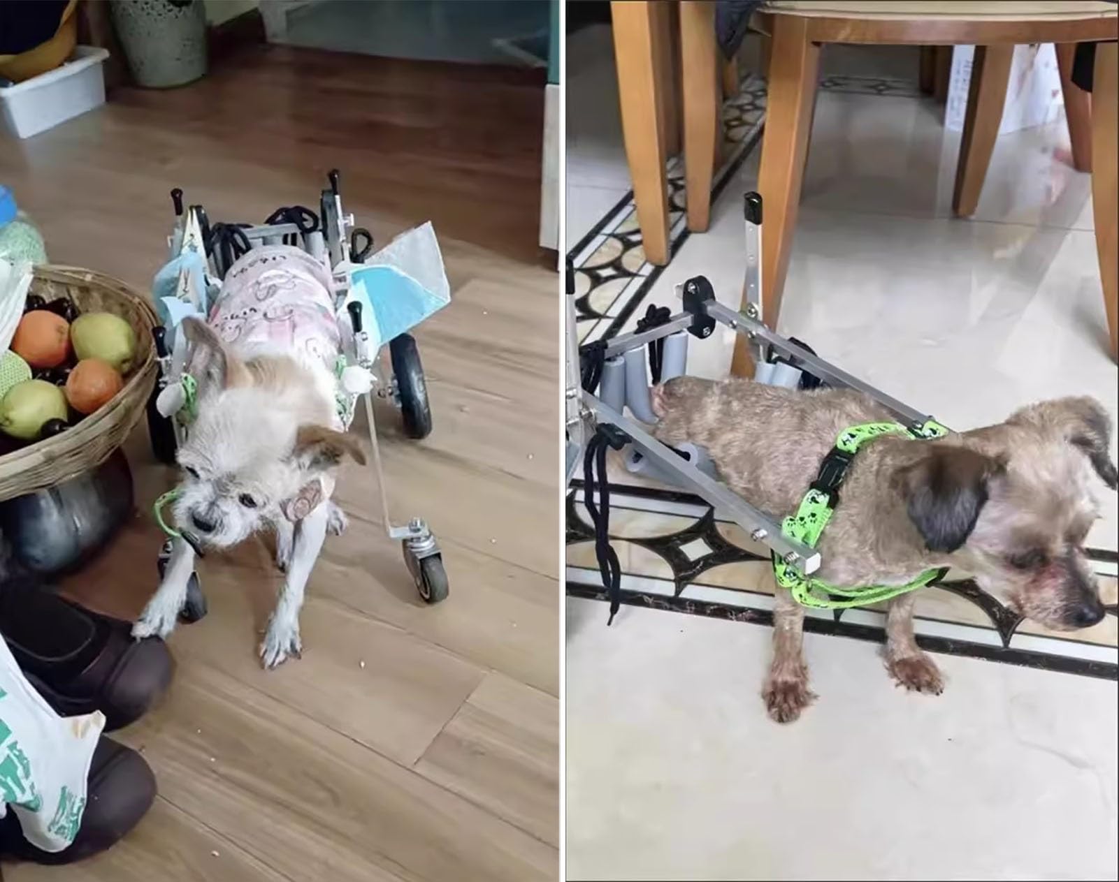 Carrello Cani Disabili Sedia a Rotelle per Gatti Disabili/paralizzati per Anziani, Supporto per Gattini XXS/XS/S con Artrite, Tutore per Zampe Deboli, Auto per Camminare, Dispositivo di Assistenza per