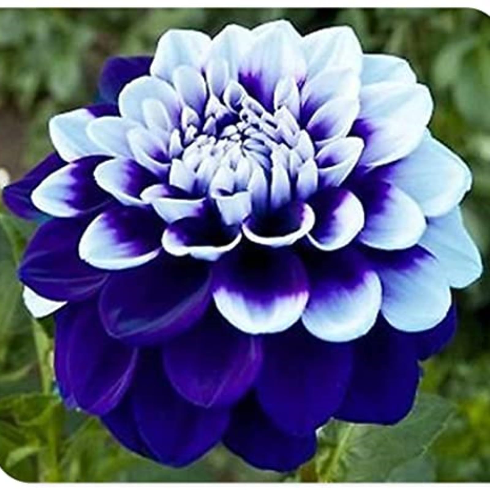 Dahlia for Planting Now UK Ornamental Perennial Excellent Display Plant Bulbs Greening Flower Good for Containers/Natural Organic Easy Plant -4bulbs-C