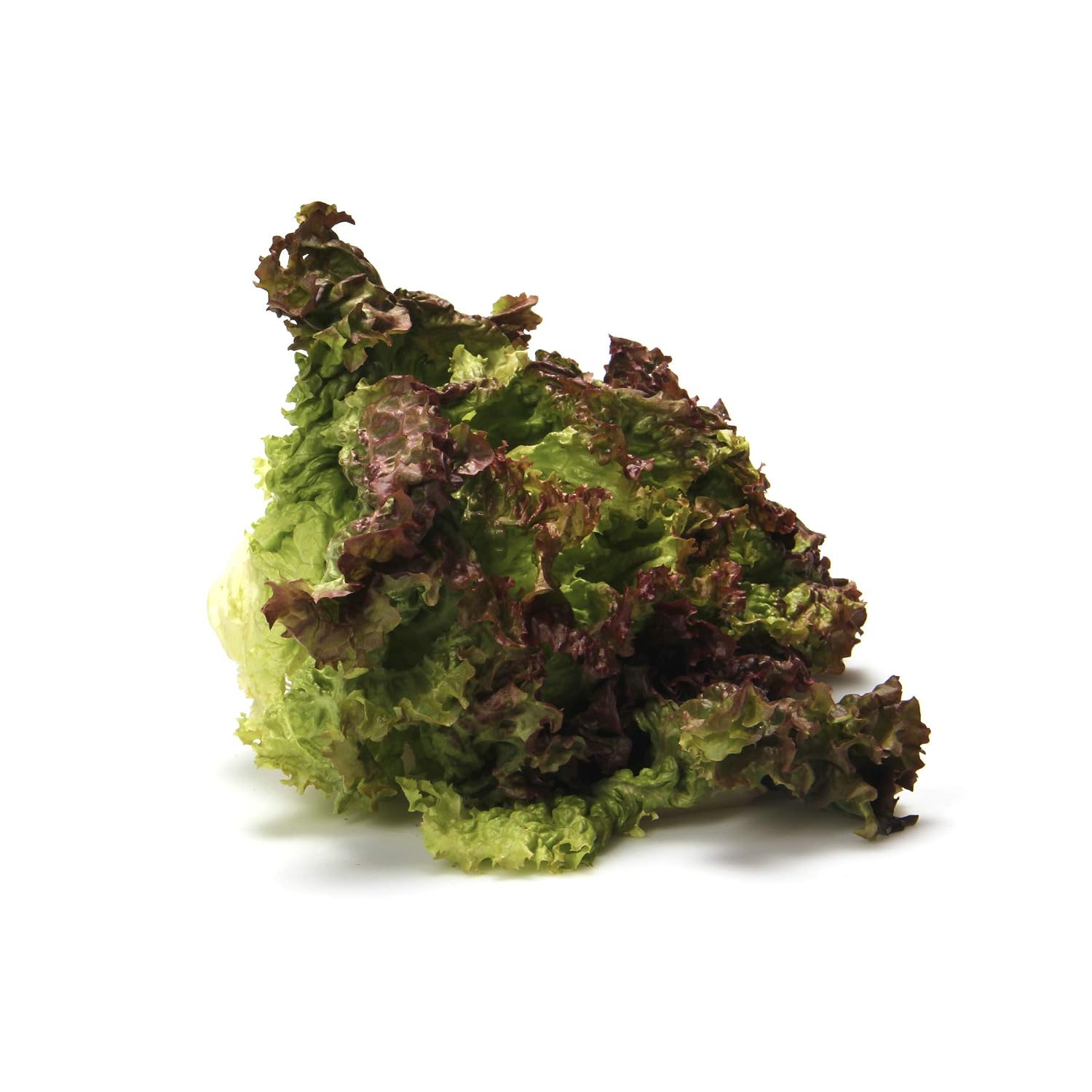 Lettuce Red Leaf Organic, 1 Each