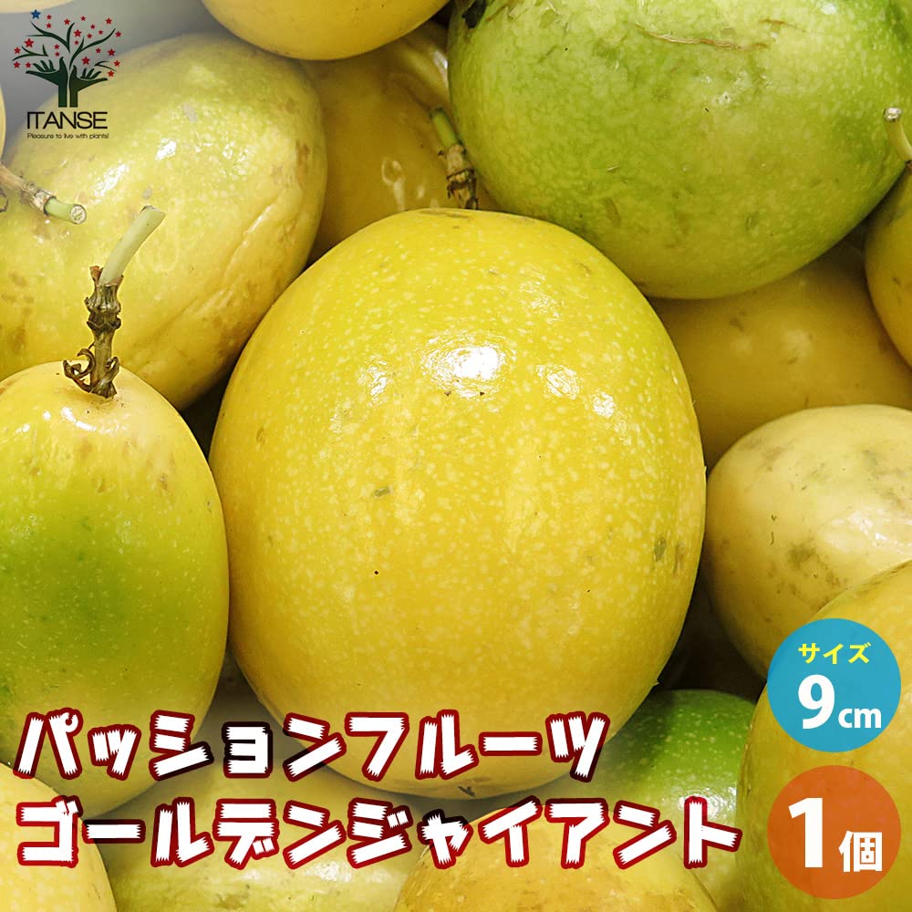 Amazon.co.jp: パッションフルーツ ゴールデンジャイアント9cmポット