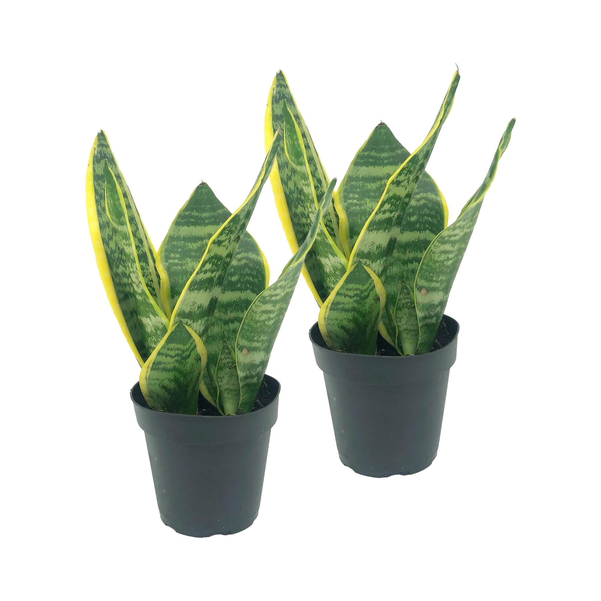 Snake Plant 2-Pack