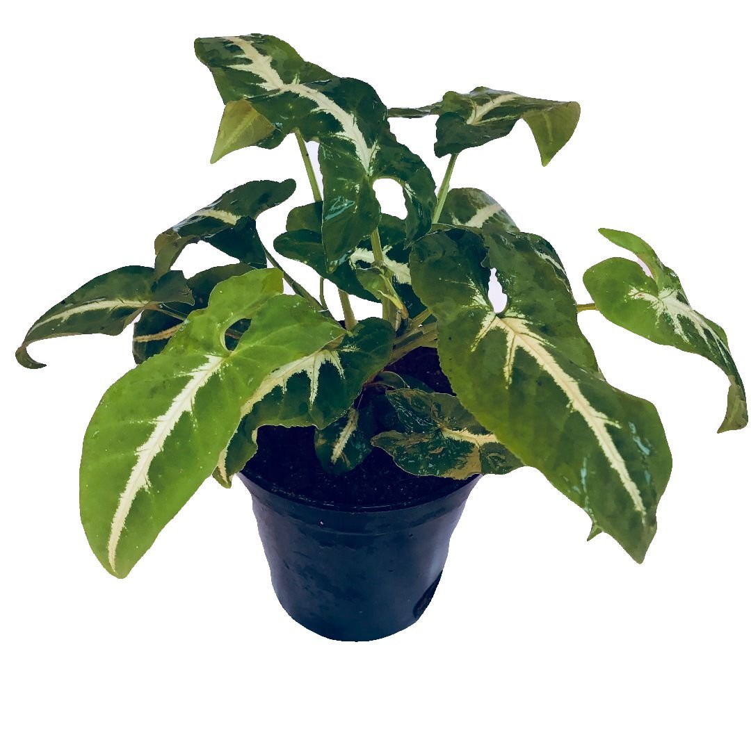 The Four Seasons Syngonium Wendlandii Schott | Velvet Arrowhead | Air Purifying | Natural Live Plant in Pot (B07FB7RN9L) Amazon Price History, Amazon Price Tracker