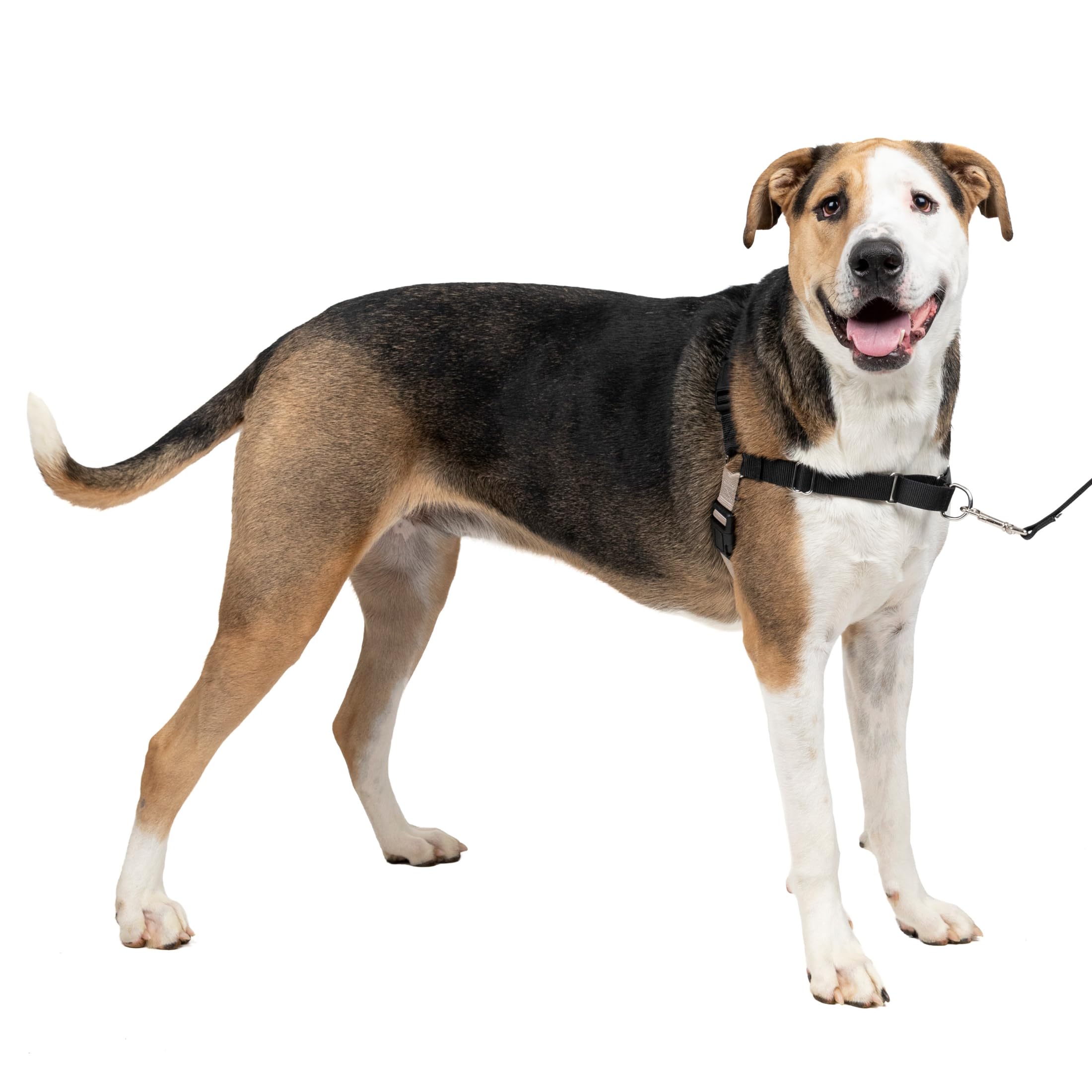 Arnés para Perros Easy Walk de PetSafe, arnés antitirones para Perros adiestramiento con Correa y Collar – Evita tirones y Asfixia en los Paseos – Extragrande, Negro