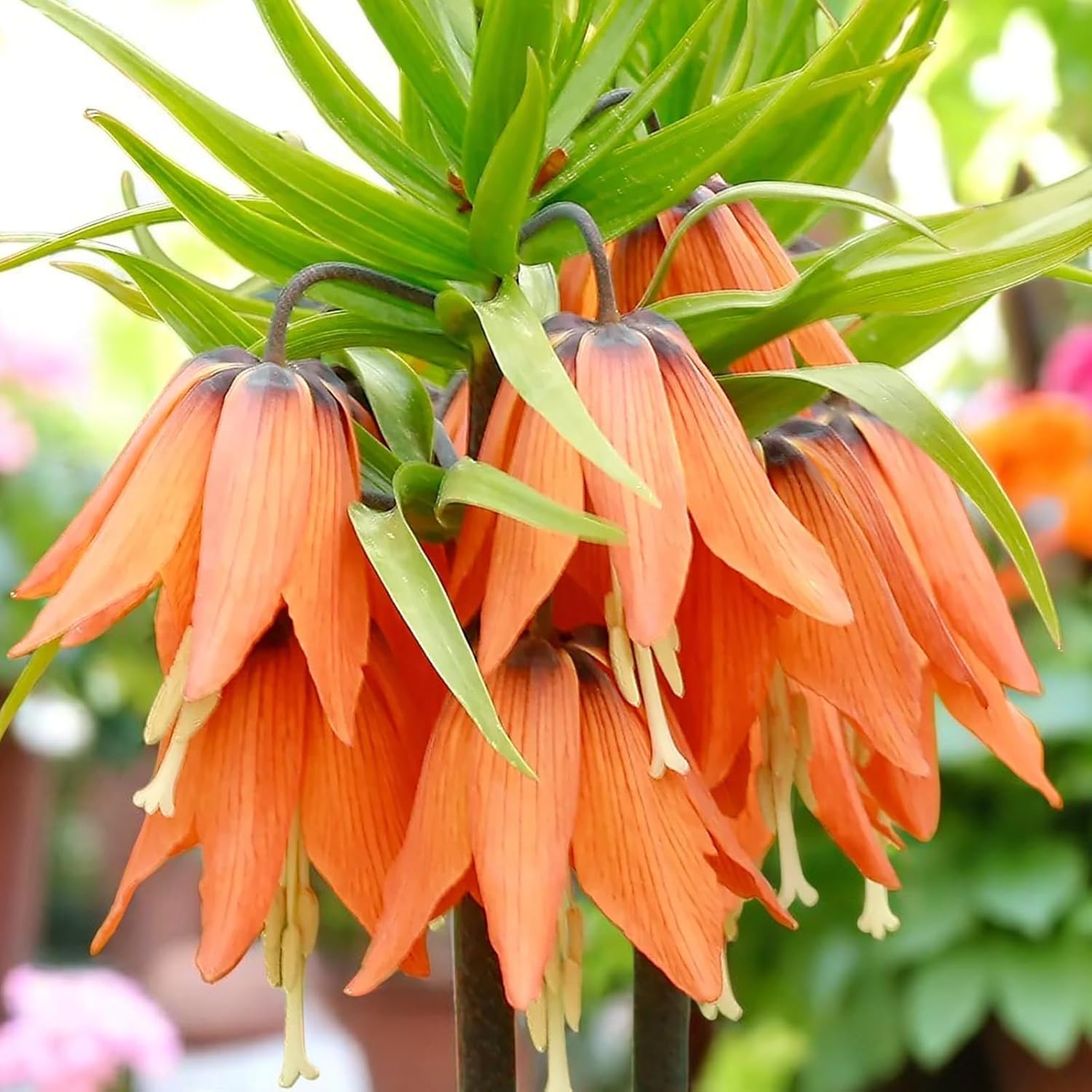 Carbeth Plants Fritillaria imperialis Spring Bulbs (3, Aurora)