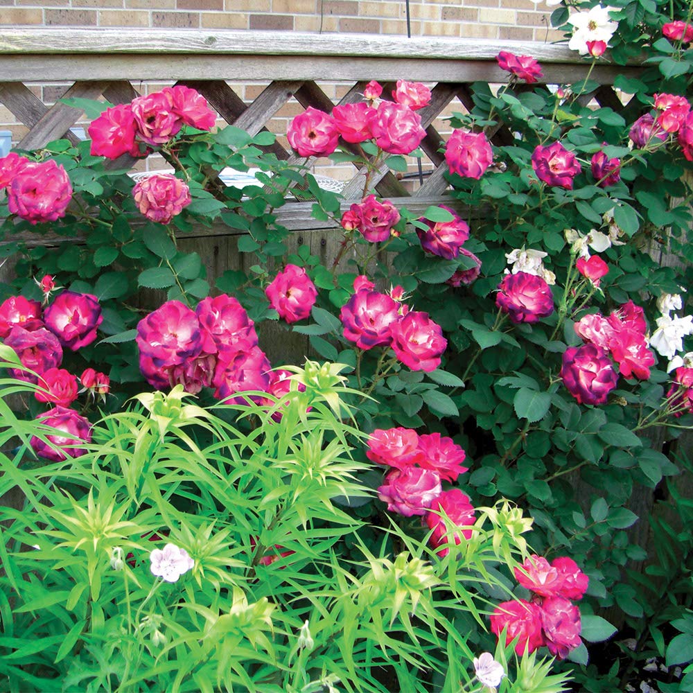 邦楽 PASSION ROSE OUT OF CONTROL 邦楽 PASSION ROSE OUT OF CONTROL Passion Rose – Out Of Control