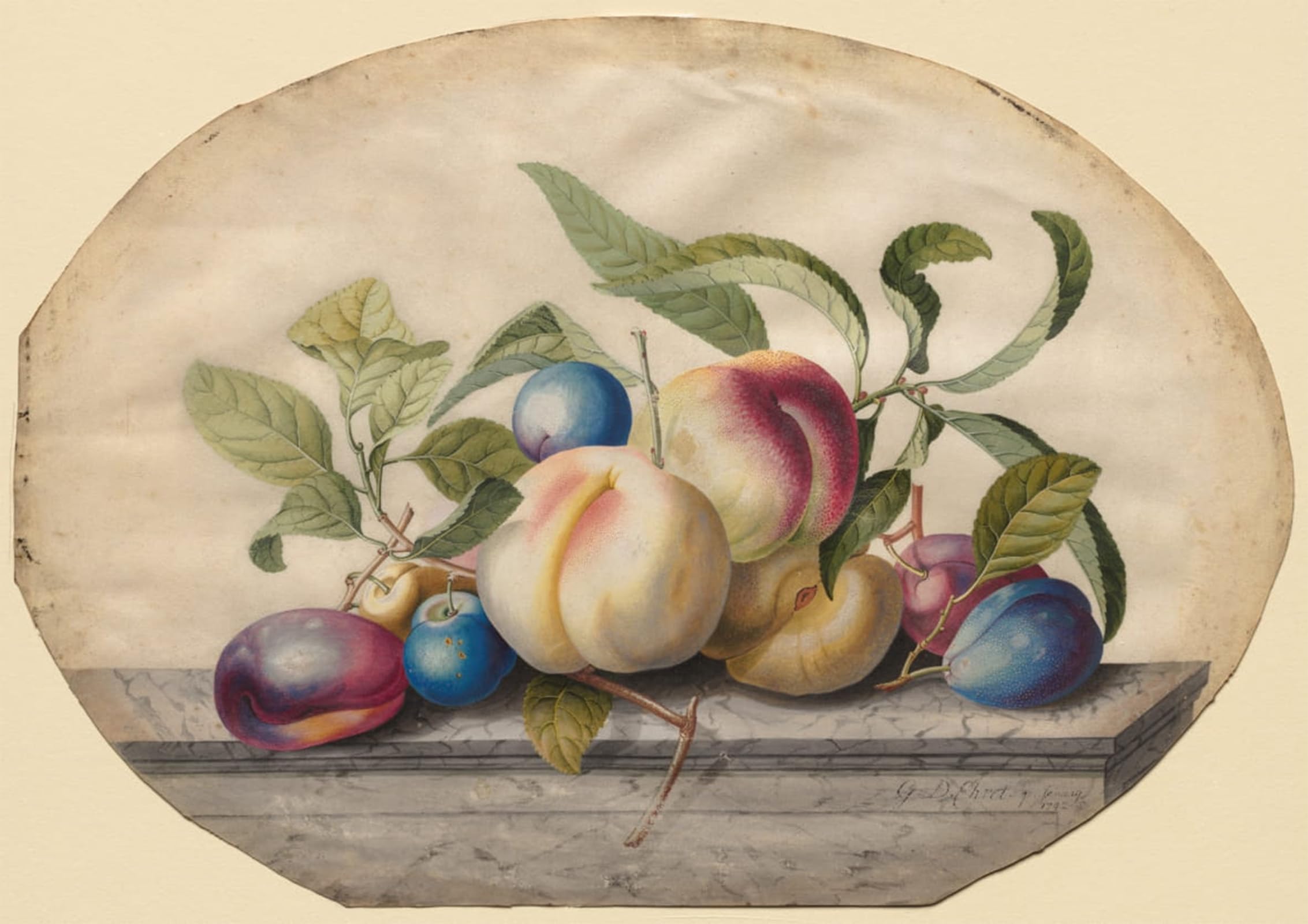 POSTERIIk Vintage Print Pop Art Landscape Artwork Fruit Arrangement Peaches and Plumbs on a Slab of Marble by Georg Dionysius Ehret Art Prints for Office Home Decor 60x90cm
