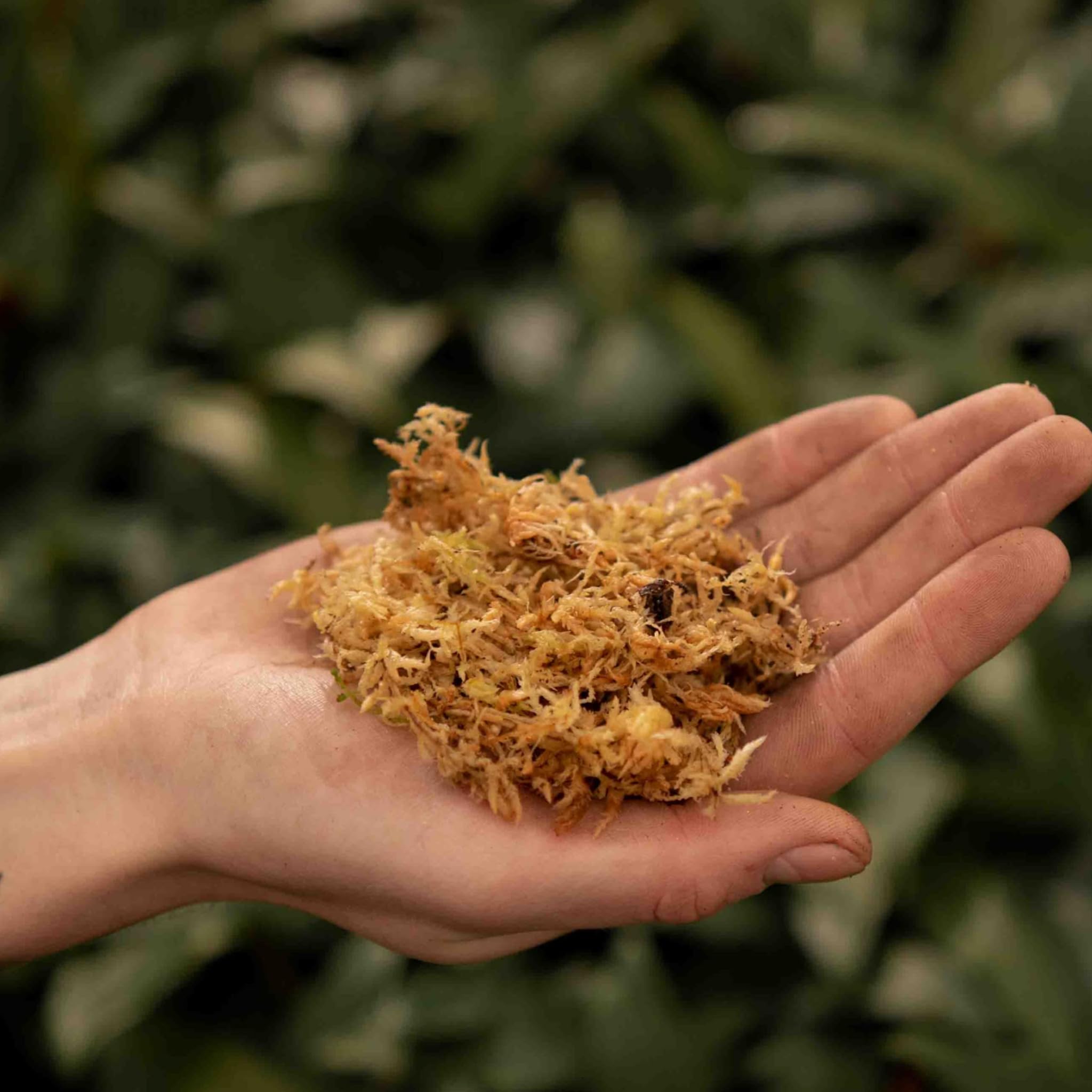 Sybotanica - Musgo Sphagnum 5L - Sustrato Natural para Orquídeas y Terrarios - Retiene la Humedad - Favorece el Crecimiento de Raíces - Ideal para Amantes de Las Plantas de Interior