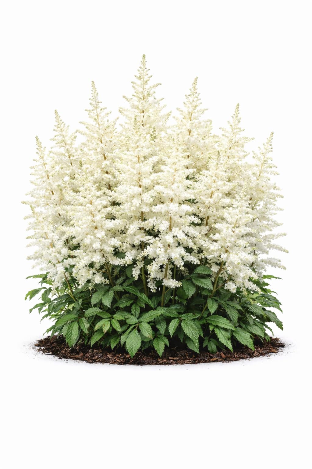 Votaniki Astilbe Avalanche