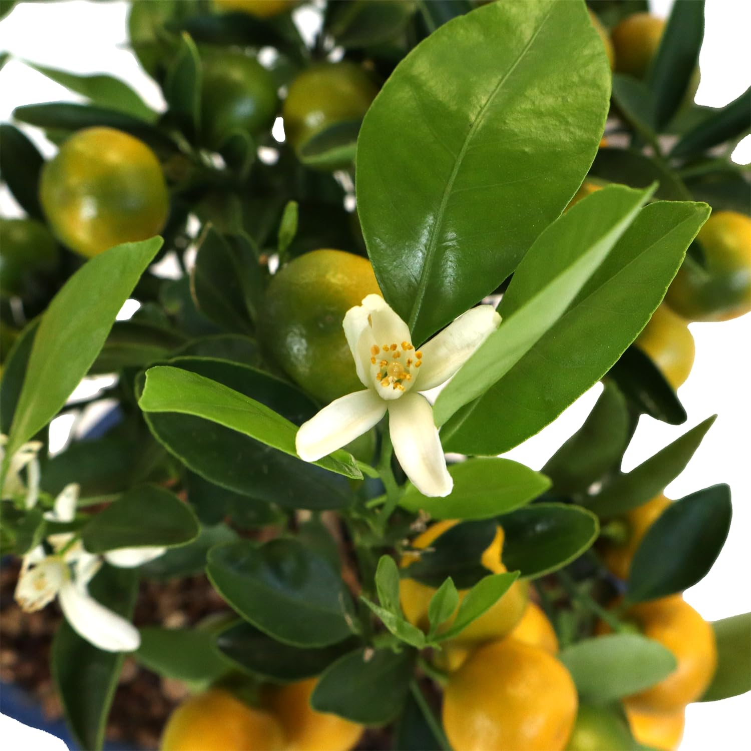 KENTIS - Bonsái Citrus Mitis Calamondino - Bonsái Mandarín Enano - Planta de Exterior - Maceta de Cerámica - H 35-40 cm Maceta Ø 21 cm