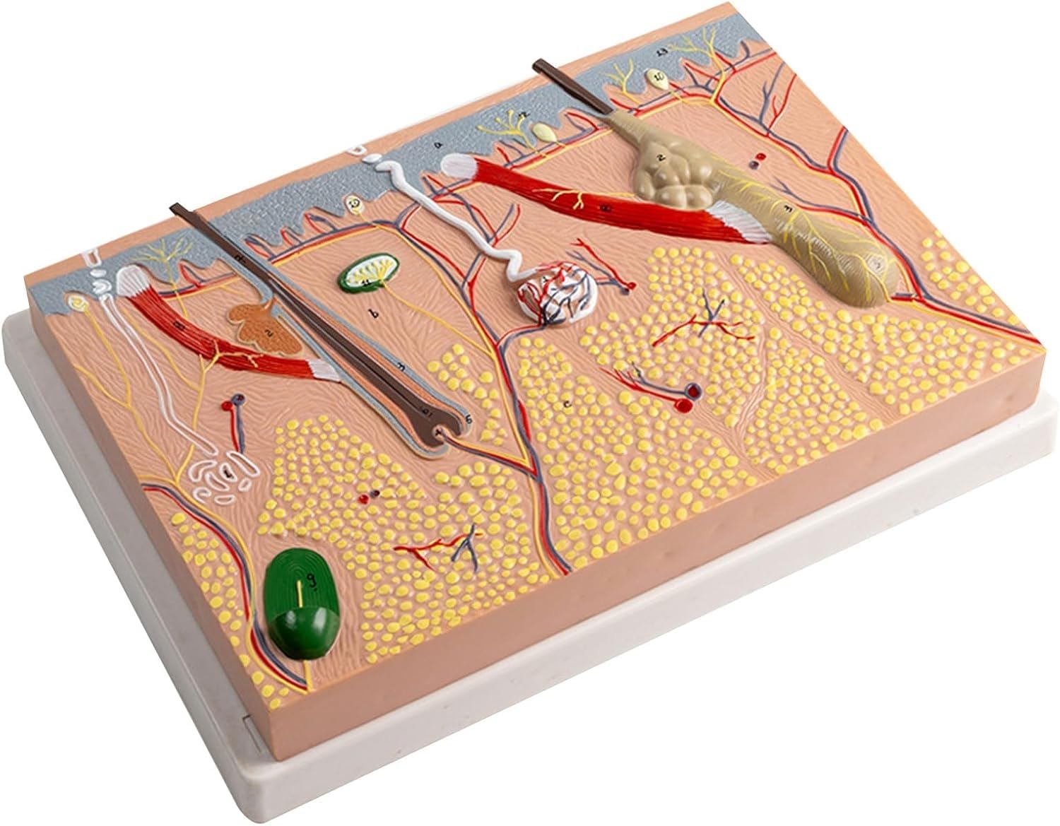 Modello anatomico della pelle ingrandita, per biologia, chirurgia estetica, aiuto didattico, forniture di laboratorio