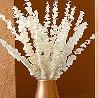 Vista 1 de 16 tallos de eucalipto conservados blanqueados, ramas de eucalipto conservadas de 16 pulgadas de color blanco crema natural, tallos de eucalipto