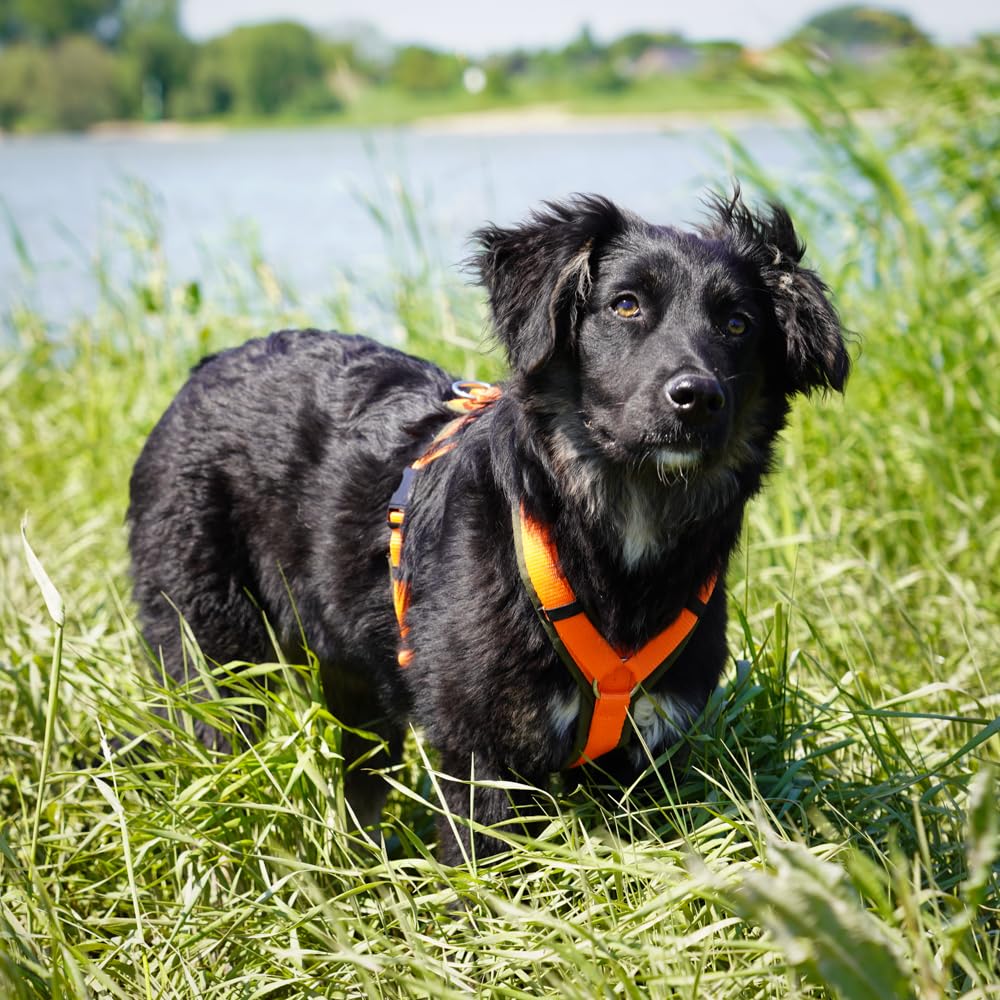 Anny-X Brustgeschirr Fun Oliv-Orange | Hundegeschirr Größe XL (Brustumfang 78-96 cm)