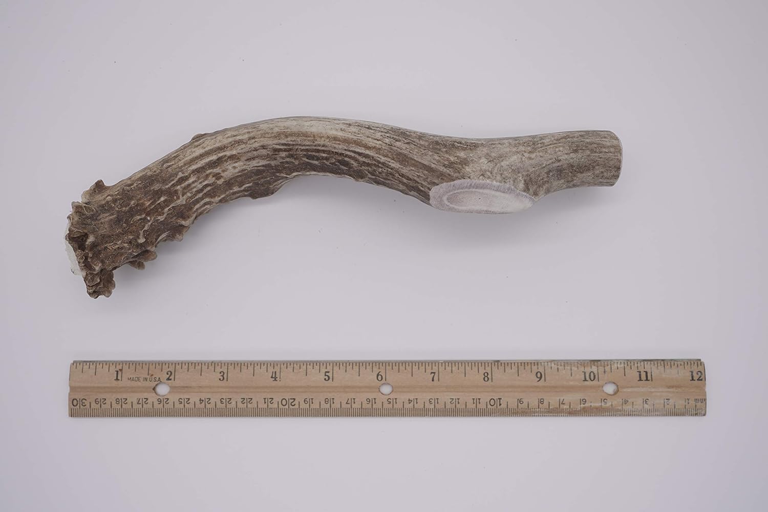 Mammoth Whole Deer Antler - Deer Antler Dog Chew - Grade A Premium - Organic - Made in USA - No Mess