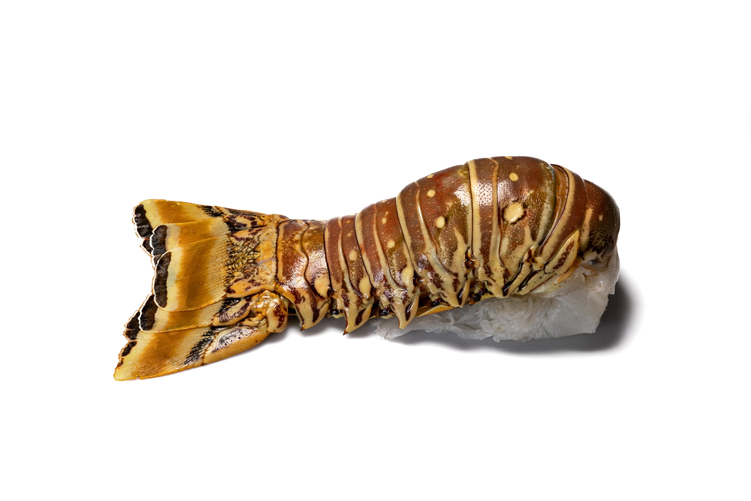 Karibik Langustenschwanz Spiny Lobster Tail Rock Lobster roh >310g Wildfang