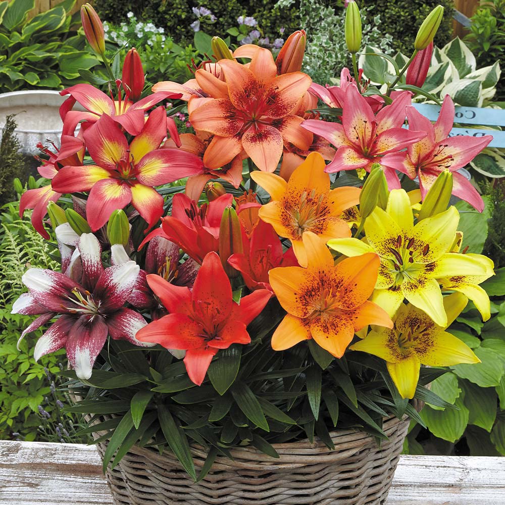 Asiatic lily Flower Bulbs Mix Color (100 Bulbs) By Zabbus-image-37