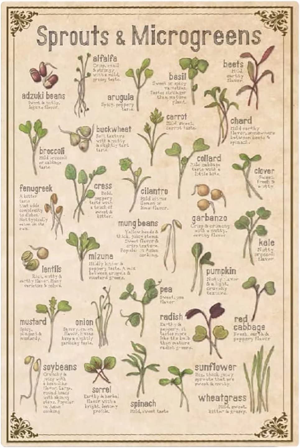 HLBSDM Sprouting Vegetables Metal Signs Wall Decor Sprouts & Microgreens Infographics Posters Retro Farm Farmhouse Plaque Decoration Farmers Market Home Kitchen 8x12 Inch