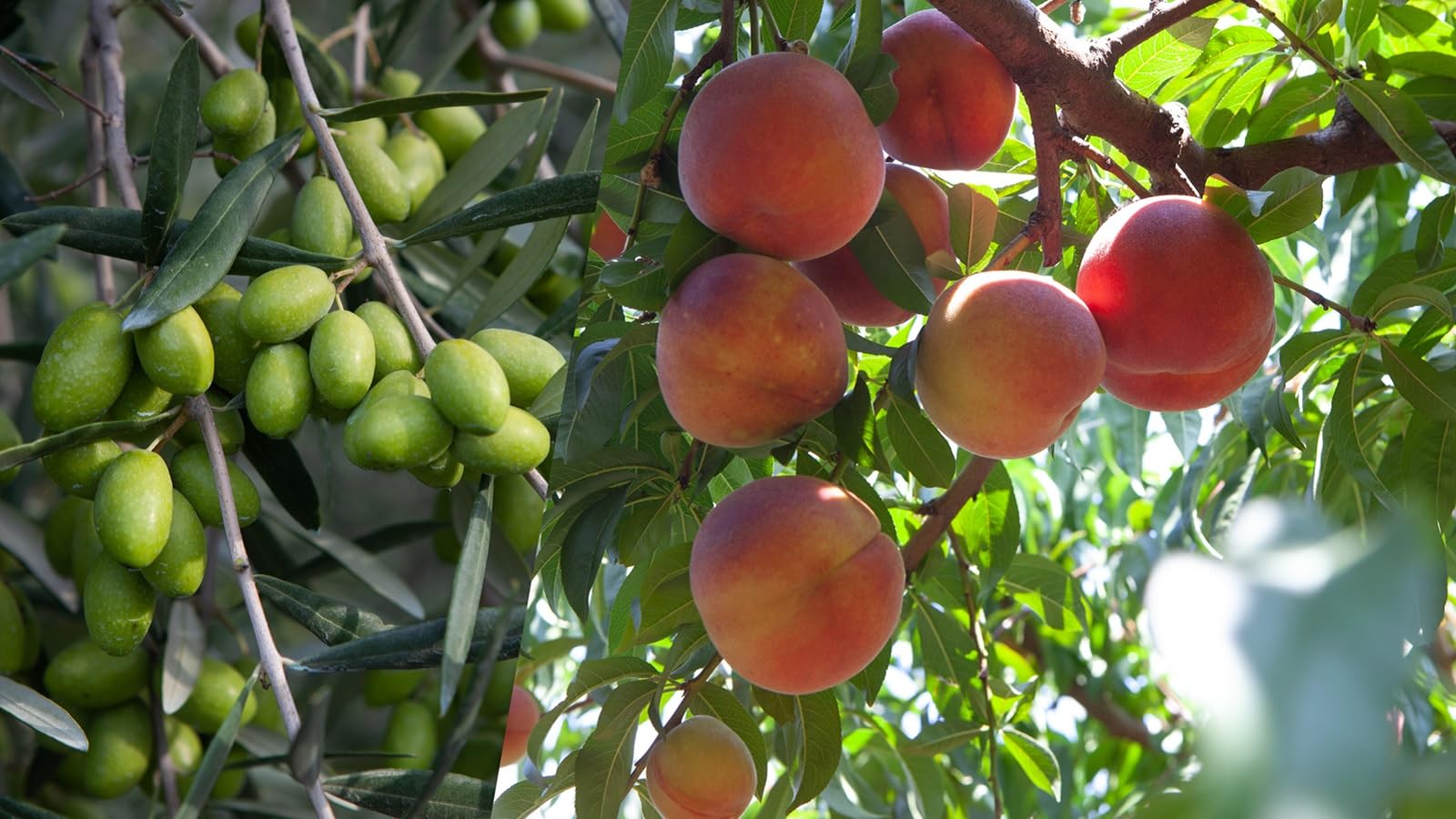 Fungicida Sistemico Folicur Wg A Base Di Tebuconazolo Da 500 Grammi - Foto 8