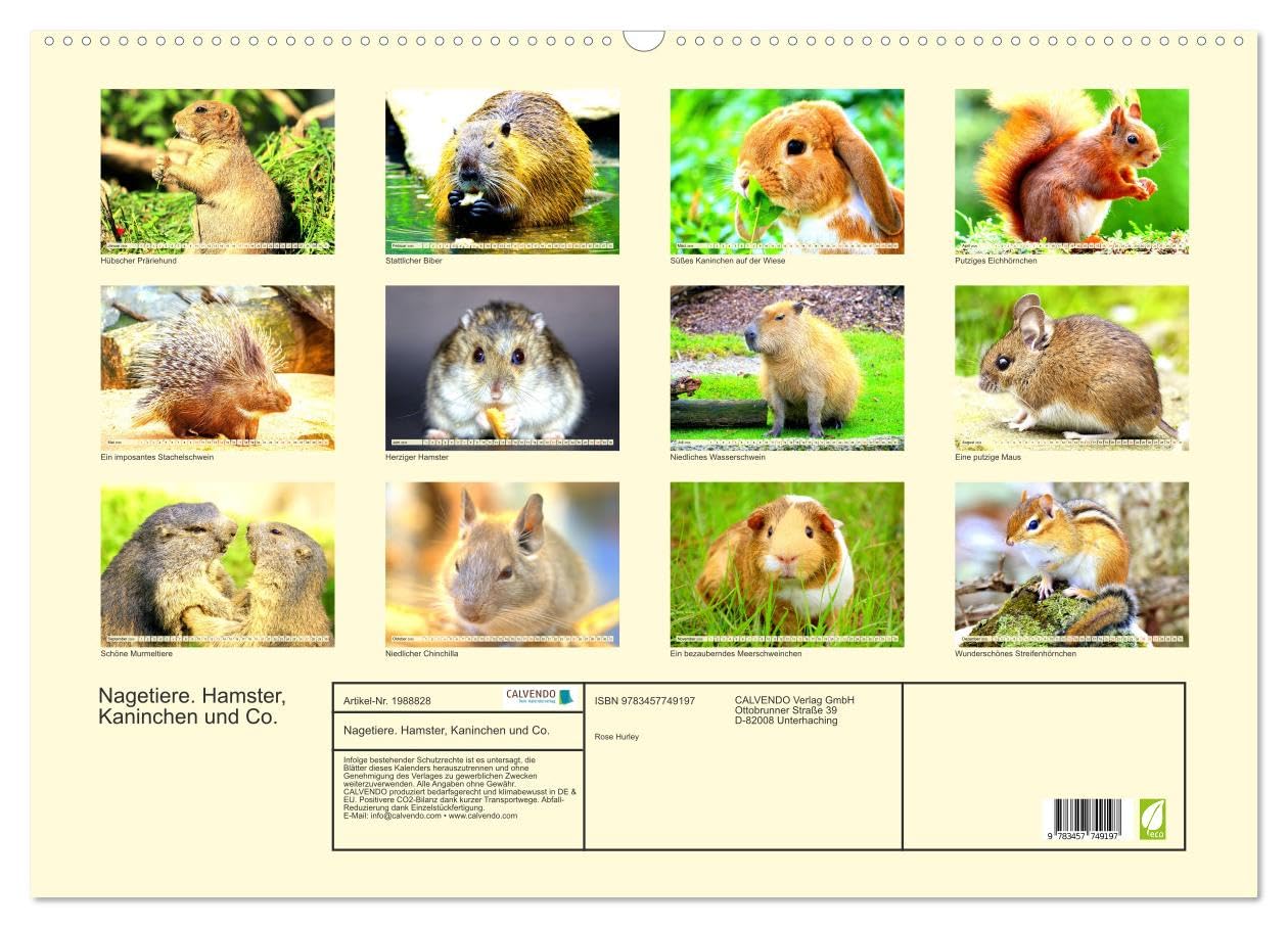 Nagetiere. Hamster, Kaninchen und Co. (Wandkalender 2026 DIN A2 quer), CALVENDO Monatskalender: Hübsche Exemplare aus der großen Familie der Nagetiere (CALVENDO Tiere)
