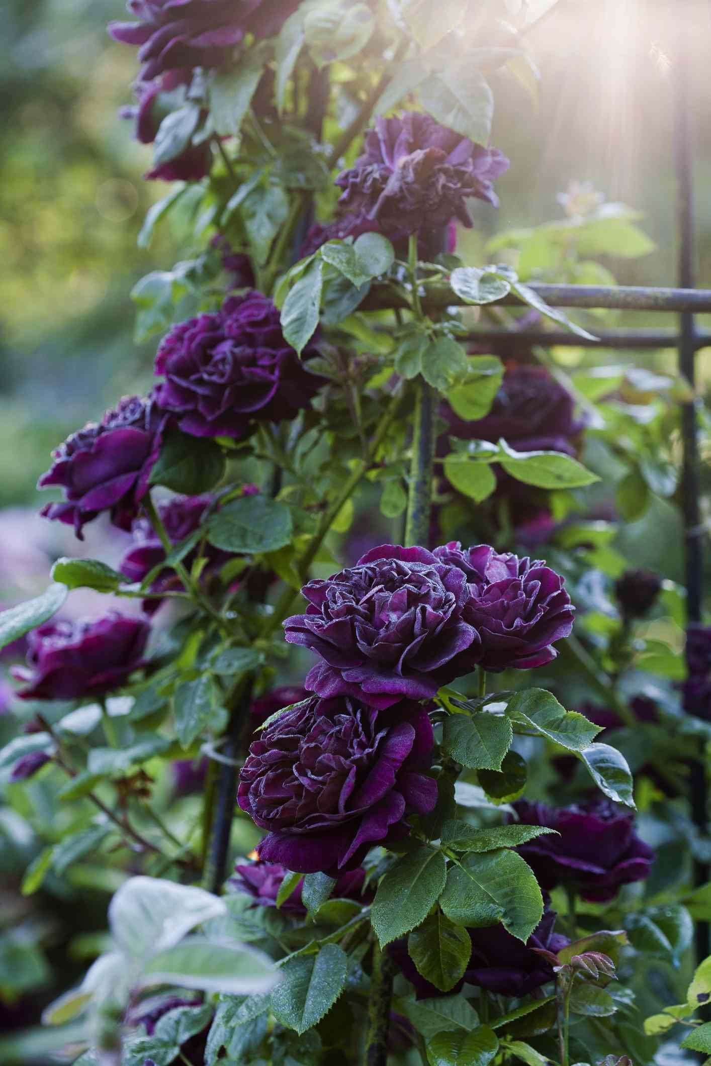 Amazon.com : New 100pcs Climbing Roses Flower Seeds Full Purple