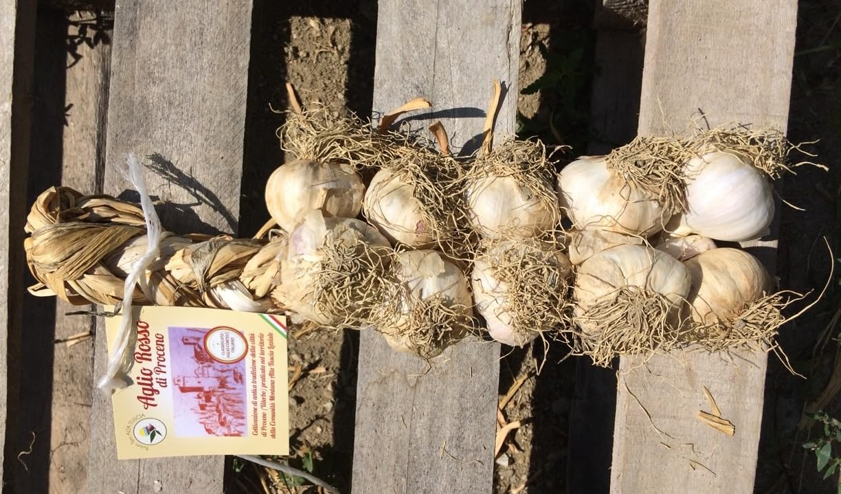 Aglio Rosso di Proceno - 2 trecce con 10 teste grandi - 1 class. in Italia (2x10TG)